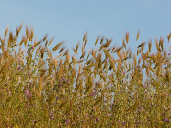 tall grass texture